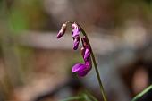 31_Lathyrus vernus (cicerchia primaticcia)